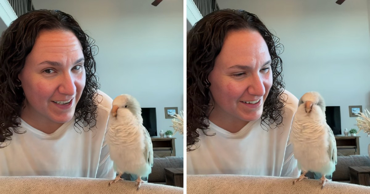 Papiga Auggie: Internetska zvijezda koja obožava kupanje i ples