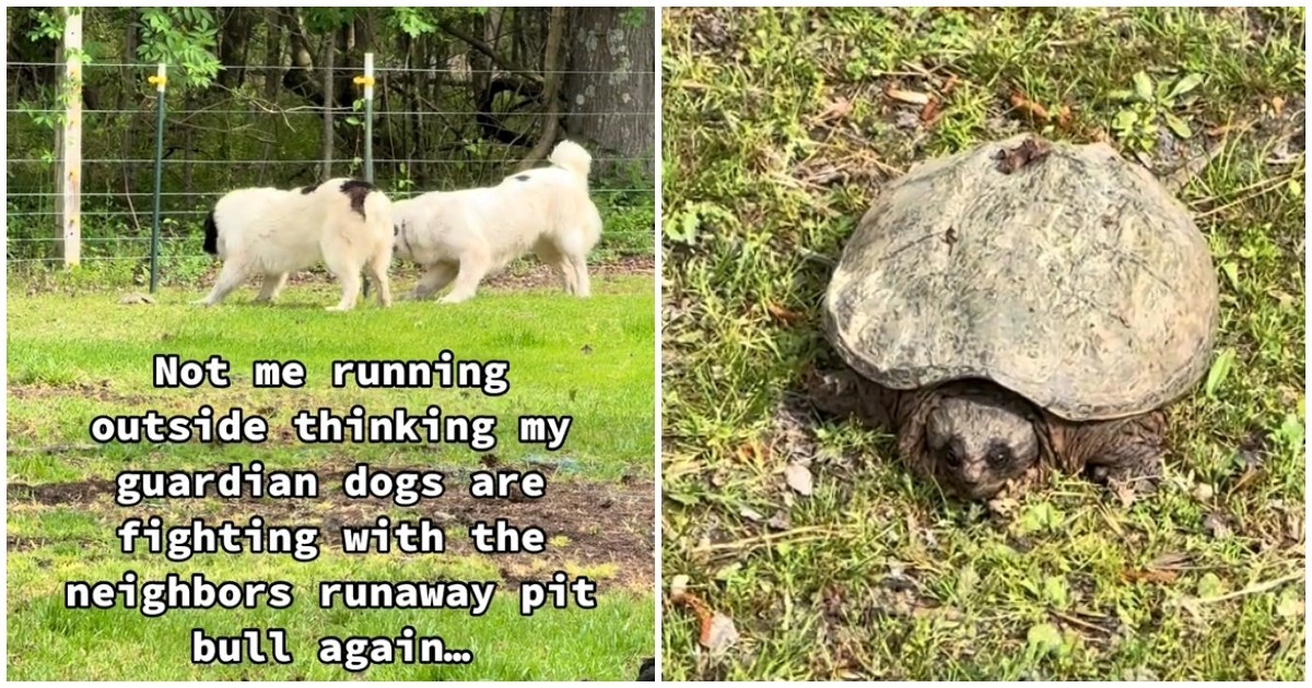 Psi čuvari pronašli su uljeza na farmi, evo kako su reagirali