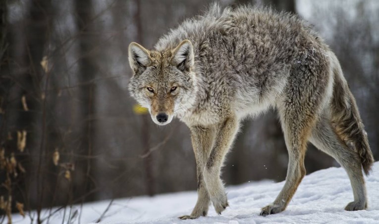 Amerikancu kojot napao malenog sina, golim rukama je zadavio i ubio životinju