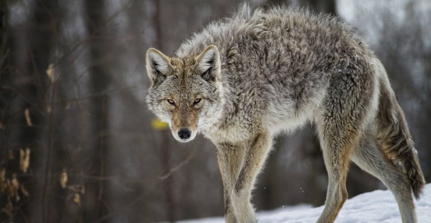 Amerikancu kojot napao malenog sina, golim rukama je zadavio i ubio životinju