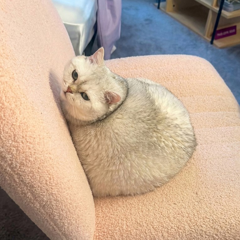 Internet je poludio za mačkom koja izgleda poput snježne grude