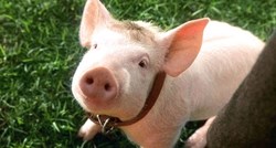 PETA: Nemojte ljude zvati svinjama ili zmijama, to vrijeđa životinje