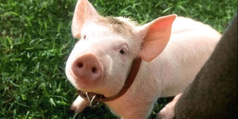 PETA: Nemojte ljude zvati svinjama ili zmijama, to vrijeđa životinje