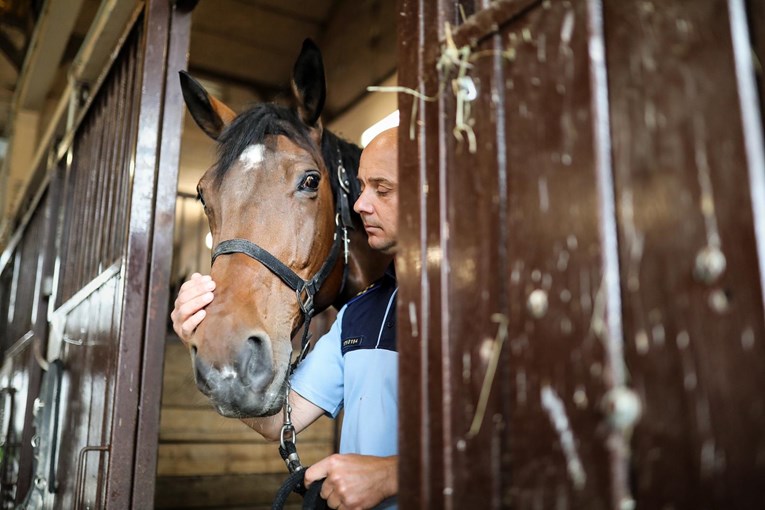 VIDEO Hrvatski konj Rudi završio svoju službu u policiji u Ljubljani