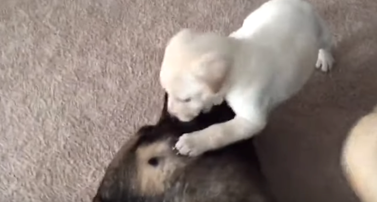 Neustrašivo štene izaziva ogromnog mastifa, a on mu nježno uzvraća