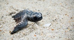 Sve izlegle morske kornjače na Floridi su ženke. Znanstvenici: "Upozoravali smo vas"