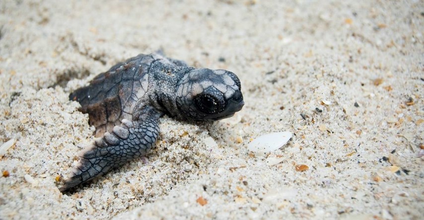 Sve izlegle morske kornjače na Floridi su ženke. Znanstvenici: "Upozoravali smo vas"