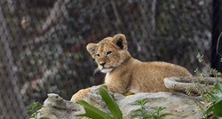 U Crnoj Gori traže mladunče lava koje je pobjeglo iz dvorišta