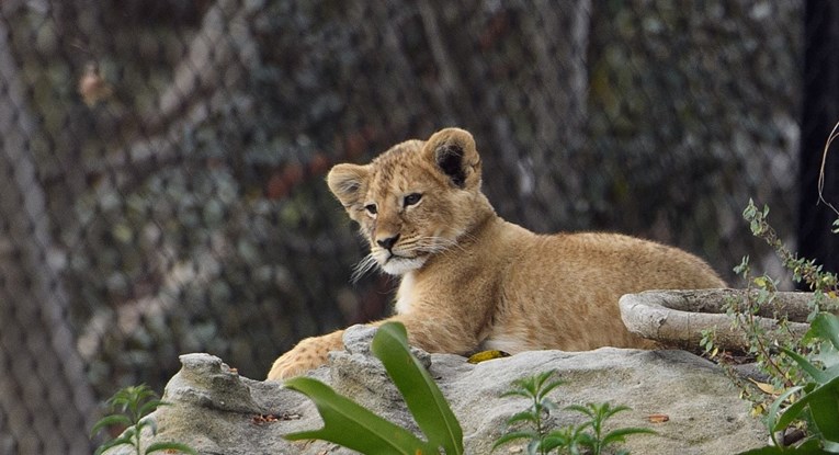 U Budvi organizirana potraga za mladim lavom koji je pobjegao vlasniku