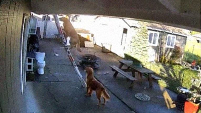 Pas se popeo na krov da bude uz vlasnika, nadzorna kamera otkrila kako je to učinio