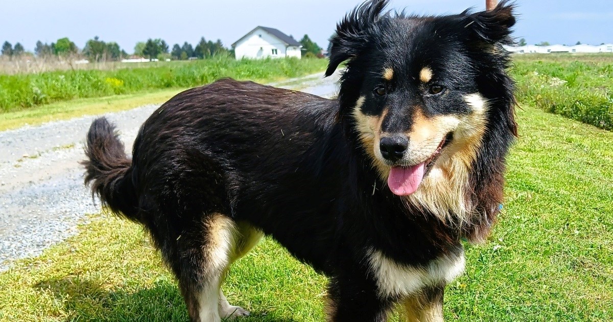 Ota traži dom: Prekrasna mješanka kojoj nedostaje samo ljubav