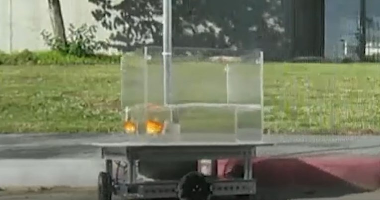 Zlatne ribice naučile upravljati vozilom u neobičnom znanstvenom eksperimentu