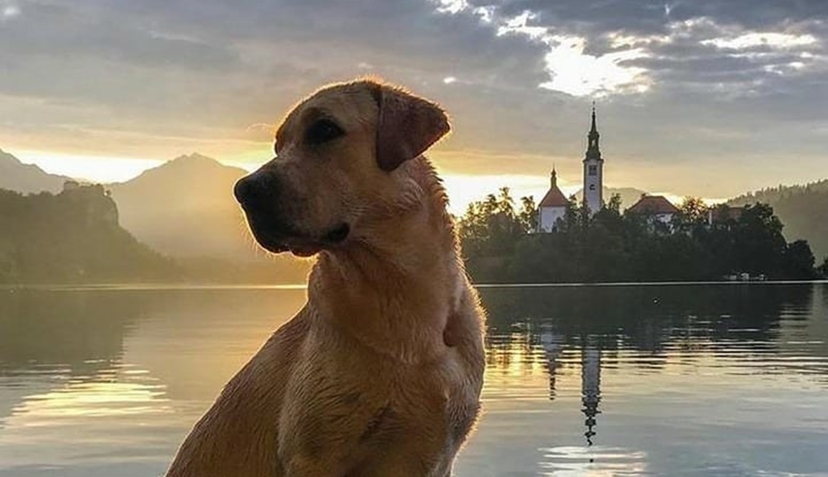 Ove pasmine najčešće napadaju ljude, evo i zašto