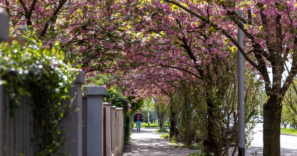 FOTO Ovo je trenutno najljepša ulica u Zagrebu