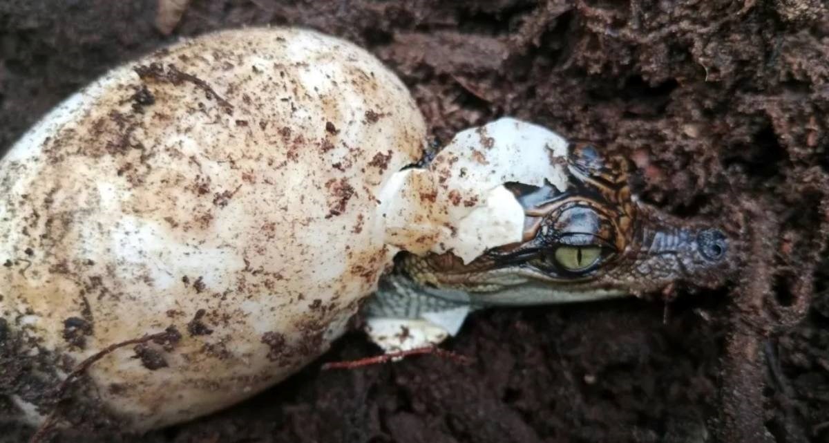 Ovi krokodili su bili na rubu izumiranja. Sad se vraćaju