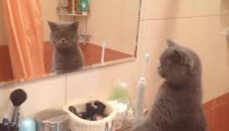 Mačak postao hit na internetu zbog reakcije na vlastiti odraz u ogledalu