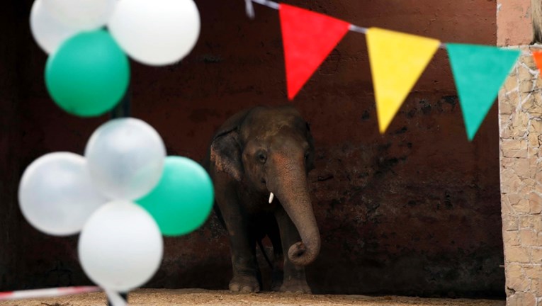 Veliko slavlje u zoološkom vrtu - rodio se prvi slonić nakon 138 godina