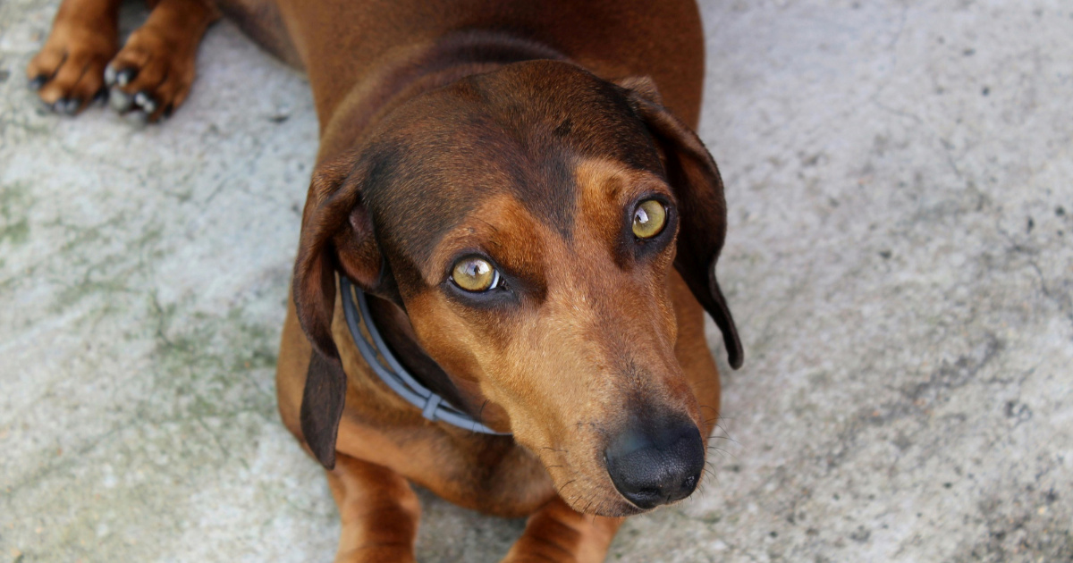 Znakovi da vaš ljubimac treba veterinarski pregled