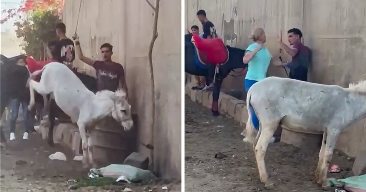Veterinarka u Egiptu napala muškarca, bičevao je magarca. "Vrijedilo je"