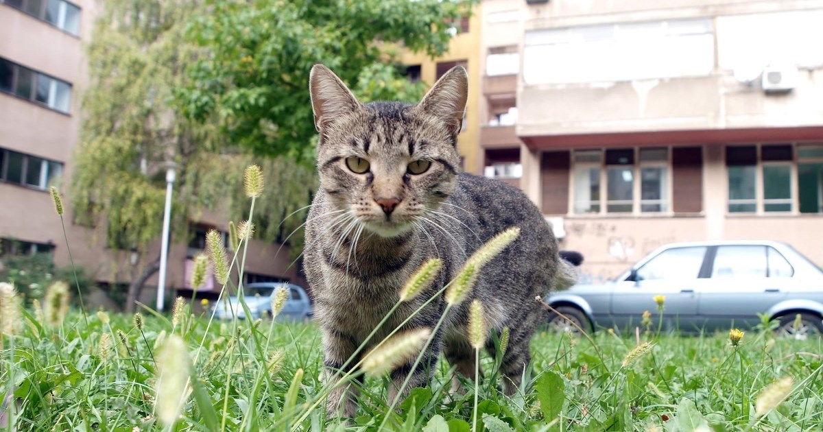 U Zagrebu je puno napuštenih mačića i štenadi: "Ljudi ne kontroliraju razmnožavanje"