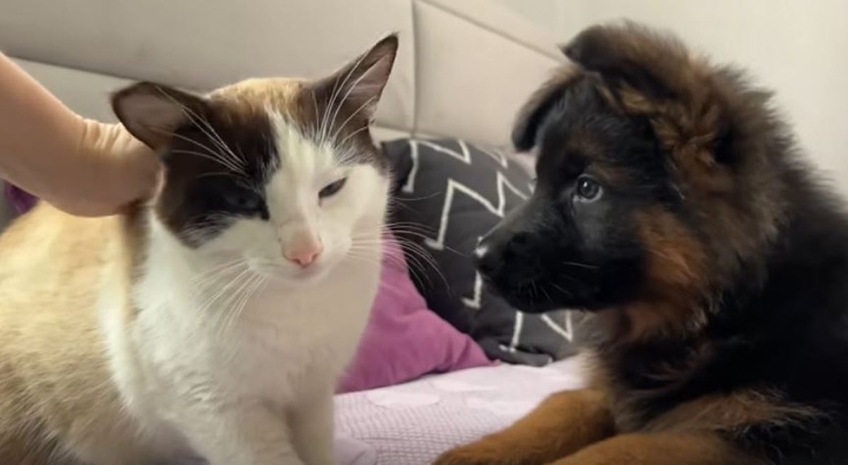 Štene njemačkog ovčara prvi se put susrelo s mačkom, video je presladak