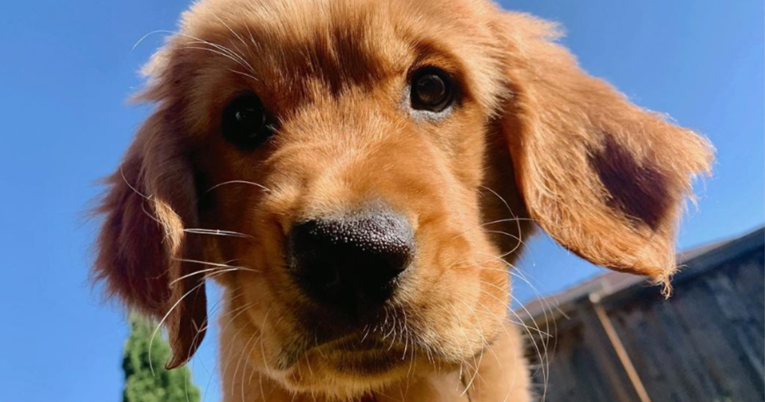 Nova studija otkrila da su sigurnija ona susjedstva gdje ima više pasa 