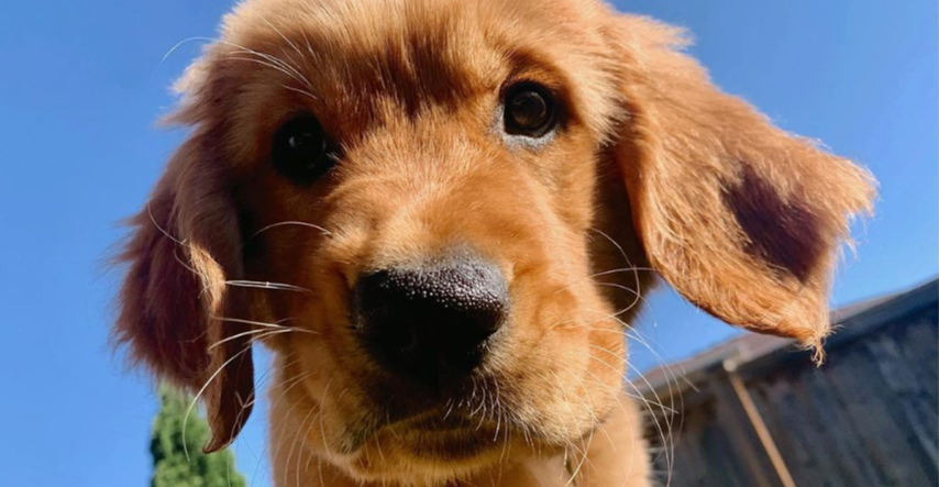 Nova studija: Psi čine susjedstvo sigurnijim i smanjuju kriminal
