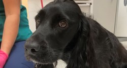 Pas u šetnji naišao na odbačenu masku pa je progutao i završio na rentgenu