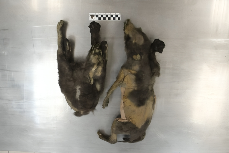 Istraživanje: Mumificirani "štenci" stari 14.000 godina uopće nisu psi