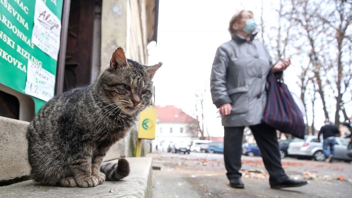 Pokrenute brojne akcije za pomoć životinjama iz Petrinje: Traže se smještaj, hrana...