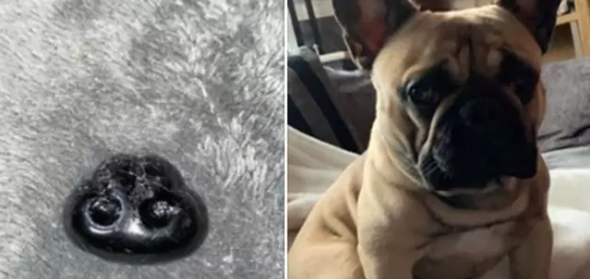 Mislila je da je psu nakon šetnje otpala njuška, evo o čemu se zapravo radilo