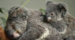 Australija će uložiti 35 milijuna dolara u iduće četiri godine da zaštiti svoje koale
