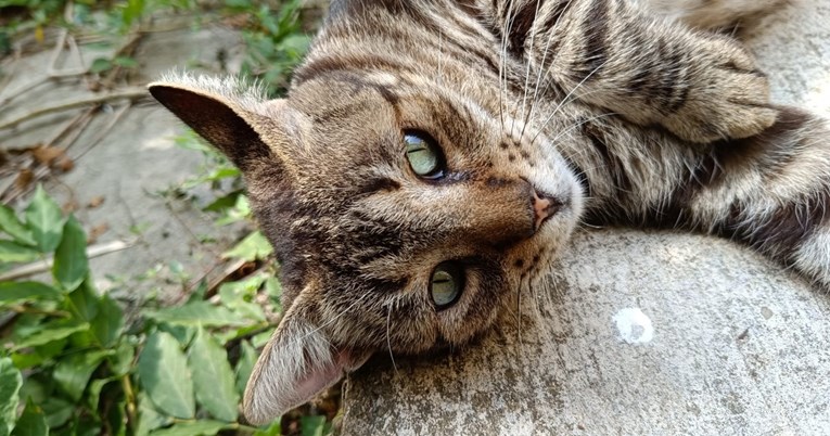 Tigar iz Malog Lošinja traži dom: “Čeka svaki dan na istom mjestu..."