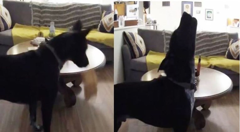 Nadzorna kamera snimila psa kako dramatično zavija dok je sam u kući
