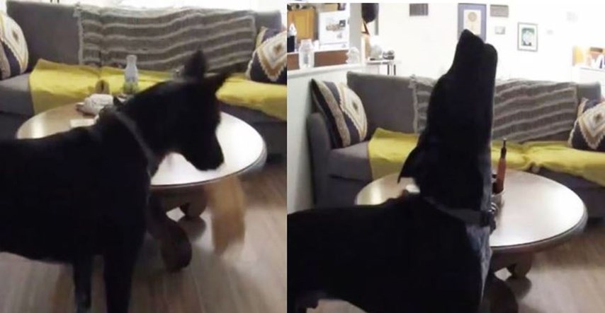 Nadzorna kamera snimila psa kako dramatično zavija dok je sam u kući