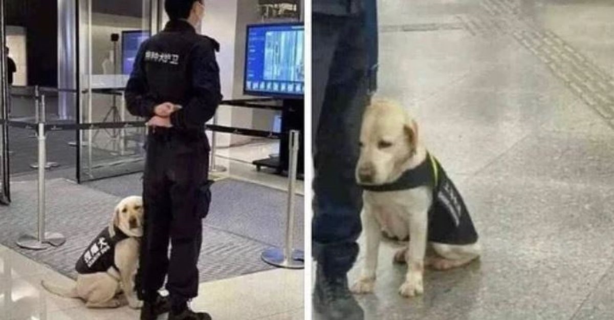 Pas postao hit na internetu zbog svoje reakcije prvog dana posla