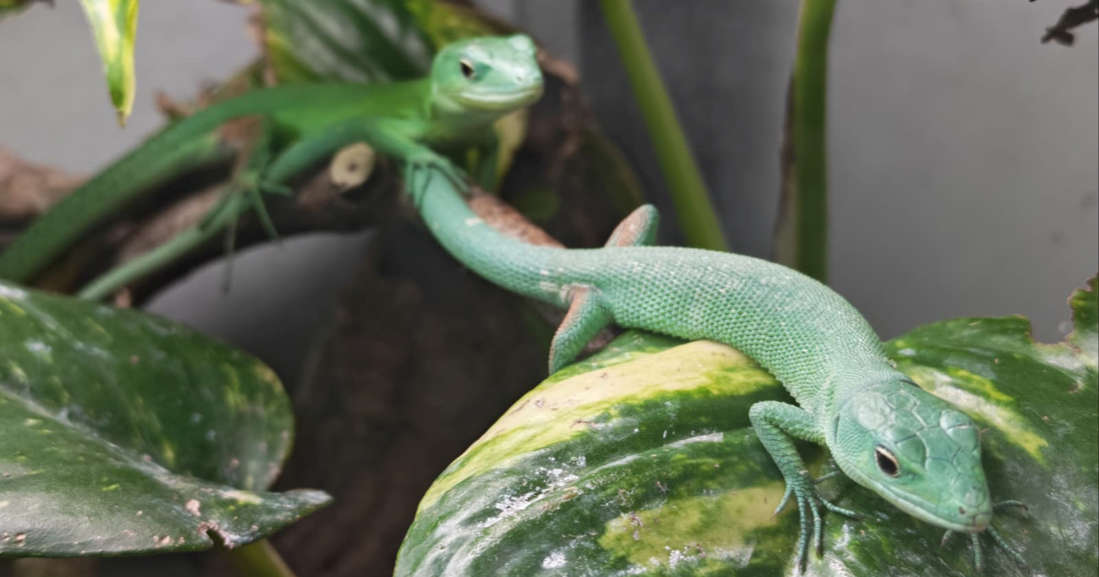U ZOO-u Zagreb izleglo se pet zelenotrbih guštera, svaki ima samo 35 grama