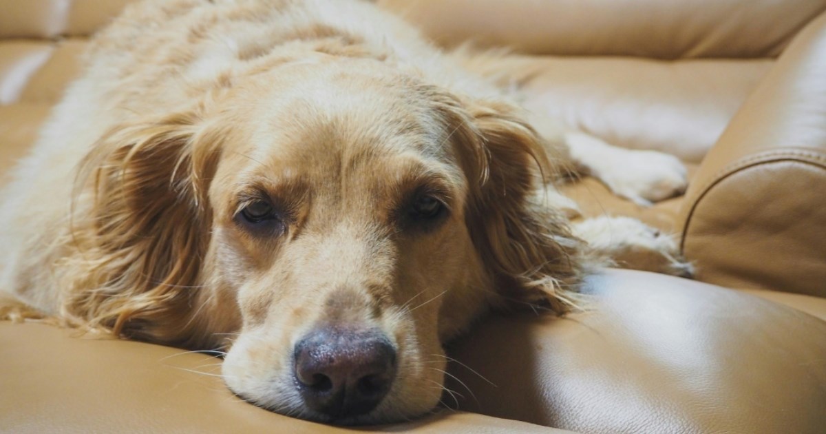 Znakovi starenja kod pasa i mačaka: Kada je vrijeme za dodatnu pažnju?