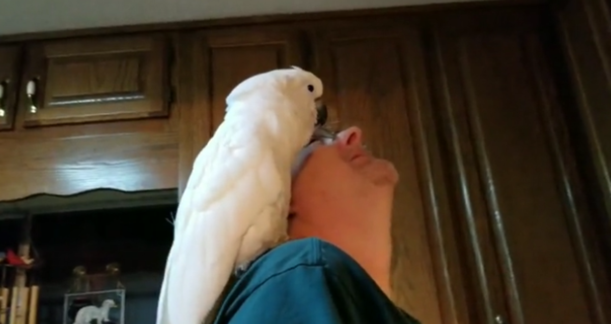 Papagaj rekao vlasniku da ga voli na najljepši mogući način