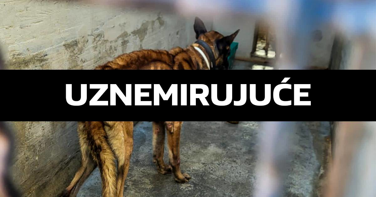 Fotografirali pothranjene pse u šibenskom azilu. Grad: Nema većih nepravilnosti