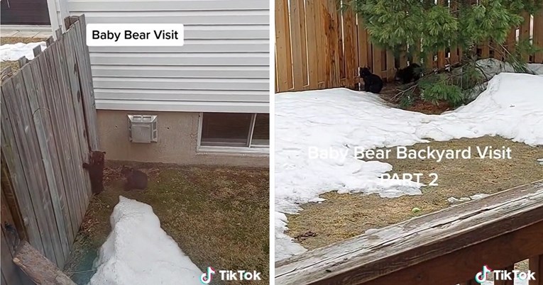 Medvjedica s medvjedićima zalutala u dvorište, presladak prizor je snimljen