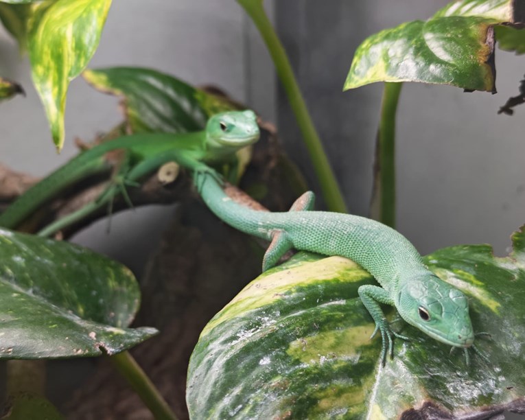U ZOO-u Zagreb izleglo se pet zelenotrbih guštera, svaki ima samo 35 grama