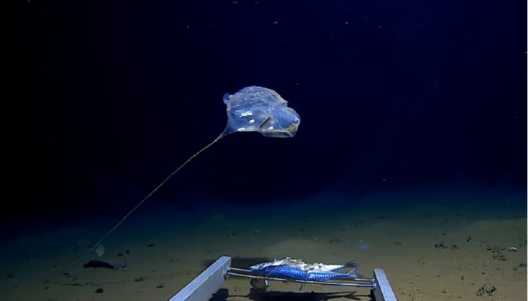 Znanstvenici na dnu oceana snimili misteriozno biće: "Ostali smo bez riječi"