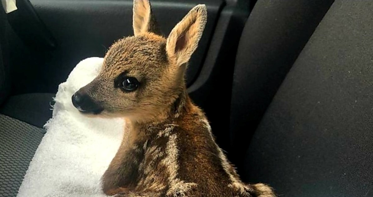 Pripazite tijekom košnje visoke trave, na Črnomercu je tako ozlijeđeno lane