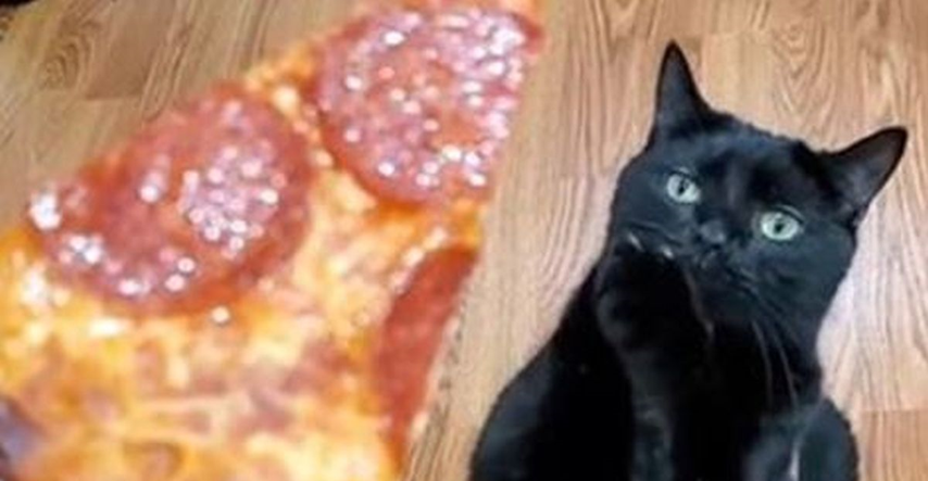Mačak postao hit na internetu zbog načina na koji svog vlasnika moli za hranu