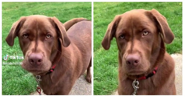 15 milijuna pregleda: Pas se naljutio jer mu vlasnik nije dao da zadrži plijen