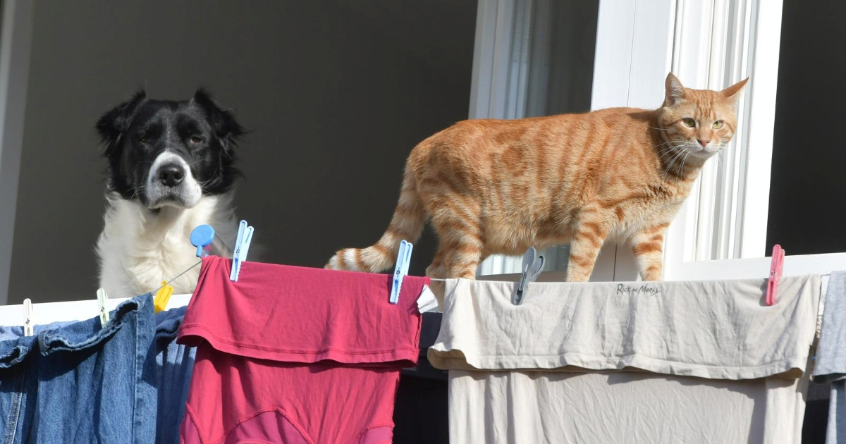 FOTO Pas i mačka iz Šibenika iskoristili prijepodne za sunčanje na prozoru