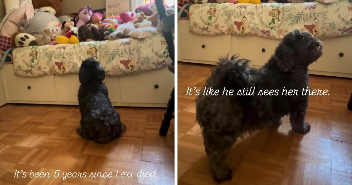 Pas pet godina čeka djevojčicu koja je preminula, njegova tuga slama srca