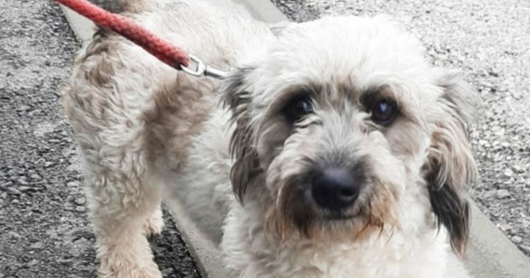 U Zagrebu pronašli psa, vlasnici im poručili: "Stjerajte si ga u gu..cu!"