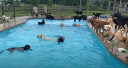 Ovaj video će vam uljepšati dan: 39 pasa se kupalo i igralo u bazenu